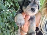 Minyatür Schnauzer Yavrularım