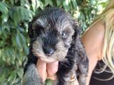 Minyatür Schnauzer Yavrularım
