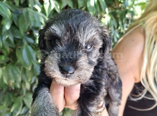 Minyatür Schnauzer Yavrularım görsel
