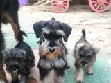 Minyatür Schnauzer Yavrularım