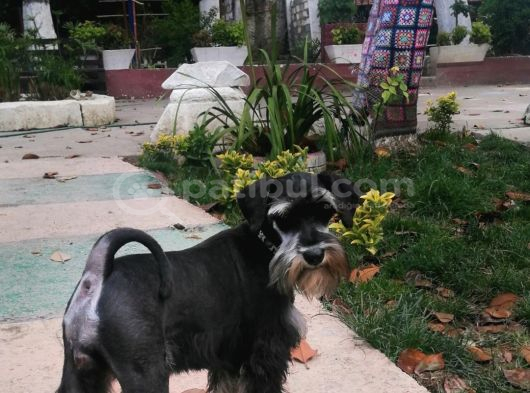 Minyatür schnauzer yavrularım