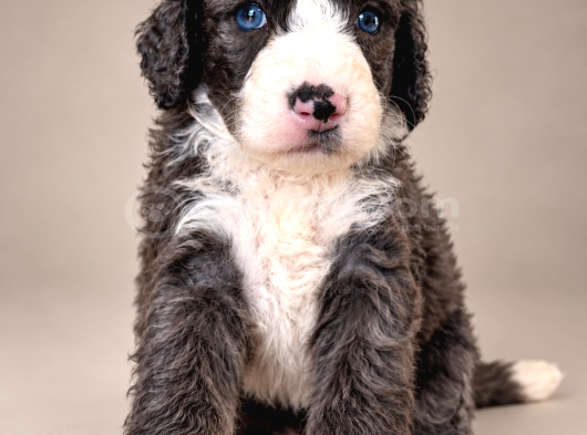 Türkiyede Tek Bernedoodle Yavruları görsel