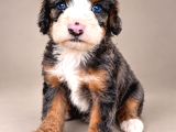 Türkiyede Tek Bernedoodle Yavruları