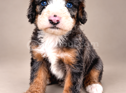Türkiyede Tek Bernedoodle Yavruları görsel