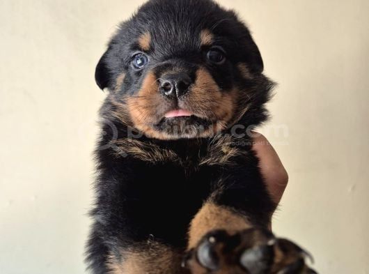 Koca kafa macar  rotweiler yavrularım
