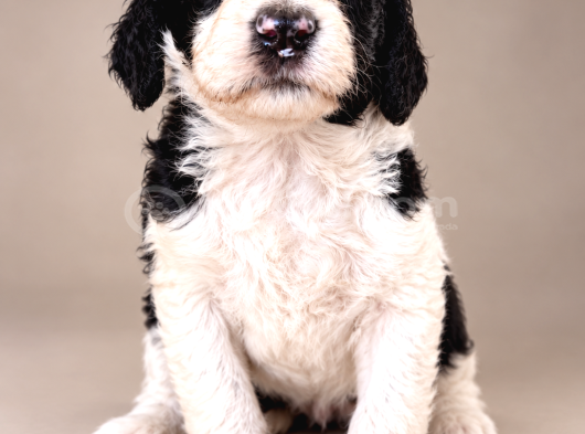 Türkiyede Tek Bernedoodle Yavruları görsel