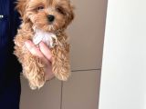 Malti̇poo Ci̇nsi̇ Yavrular Ev Üreti̇mi̇