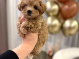 Malti̇poo Ci̇nsi̇ Yavrular Ev Üreti̇mi̇