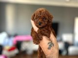 Toy Poodle Sevi̇mli̇ Yavrular Ev Üreti̇mi̇