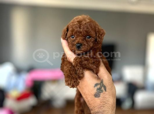 Toy Poodle Sevi̇mli̇ Yavrular Ev Üreti̇mi̇ görsel