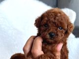 Toy Poodle Sevi̇mli̇ Yavrular Ev Üreti̇mi̇