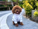 Toy Poodle Sevi̇mli̇ Yavrular Ev Üreti̇mi̇