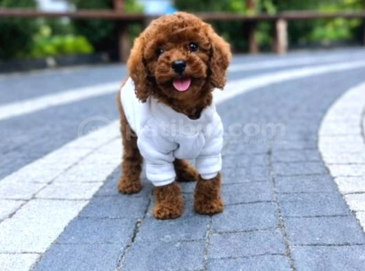 TOY POODLE SEVİMLİ YAVRULAR EV ÜRETİMİ
