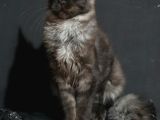 Secereli Maincoon En Kaliteli Bebekler