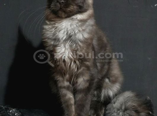Secereli Maincoon En Kaliteli Bebekler görsel
