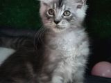 Secereli Maincoon En Kaliteli Bebekler
