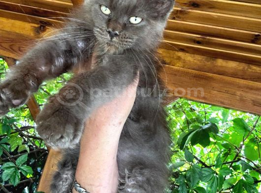 Secereli Maincoon en kaliteli bebekler