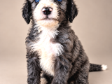 Türkiyede Tek Bernedoodle Yavruları
