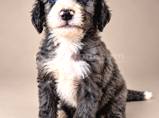 Türkiyede Tek Bernedoodle Yavruları görsel