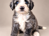Türkiyede Tek Bernedoodle Yavruları