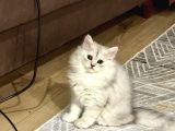 Güzellerim Yuvalarını Bekliyor
