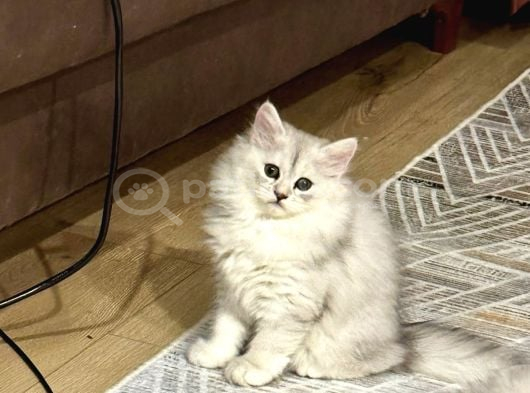 Güzellerim Yuvalarını Bekliyor görsel