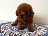 Orjinal Toy Poodle Yavrularımız Kg Garantili