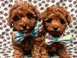 Orjinal Toy Poodle Yavrularımız Kg Garantili