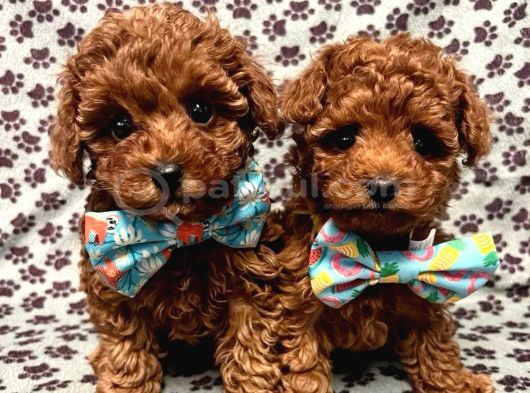 Orjinal Toy Poodle Yavrularımız Kg Garantili görsel