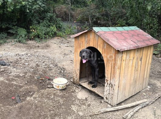 7 Aylık Safkan Cane Corso