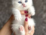 Kuşadası Tertemiz Ev Ortamından British Shorthair Yavruları