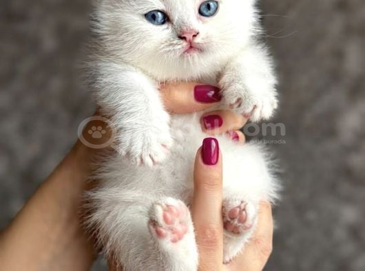Kuşadası Tertemiz Ev Ortamından British Shorthair Yavruları görsel
