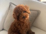 Teacup Poodle En Mini Boy