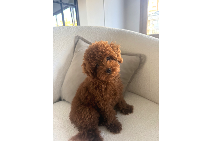 Teacup Poodle En Mini Boy