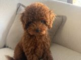 Teacup Poodle En Mini Boy