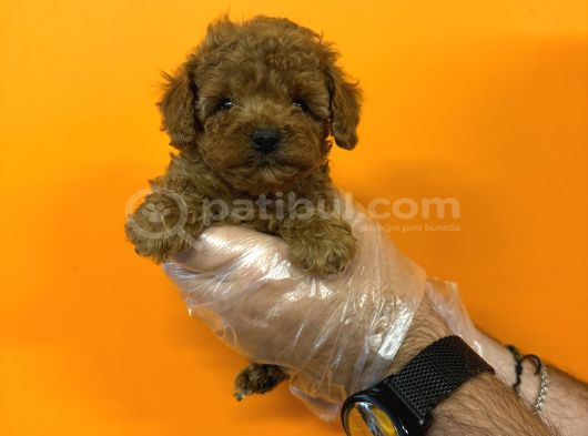 KORE RED BROWNE TOY POODLE BEBEKLERİMİZ