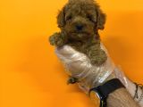 Kore Red Browne Toy Poodle Bebekleri̇mi̇z