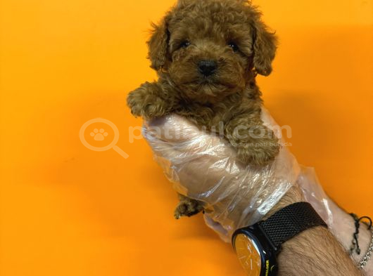 Kore Red Browne Toy Poodle Bebekleri̇mi̇z görsel