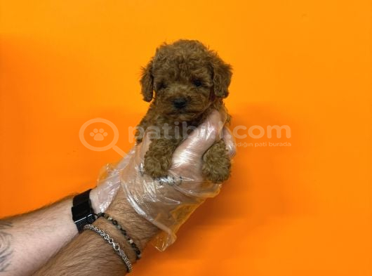 Kore Red Browne Toy Poodle Bebekleri̇mi̇z görsel
