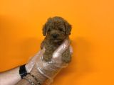 Kore Red Browne Toy Poodle Bebekleri̇mi̇z