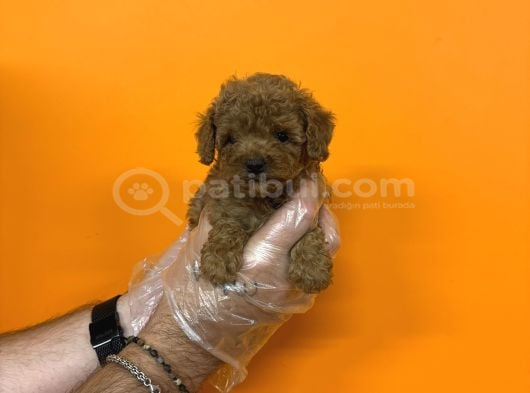 Kore Red Browne Toy Poodle Bebekleri̇mi̇z görsel