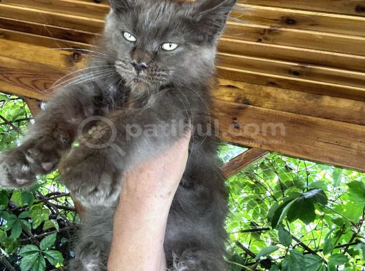 Kalitenin Adresi Big Claw görsel