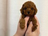 Orjinal Toy Poodle Yavrularımız Kg Garantili