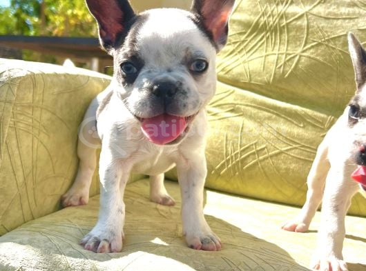 Blue Pied Renkli Gözlü Miniklerim görsel