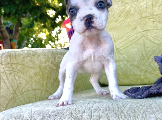 Blue Pied Renkli Gözlü Miniklerim görsel