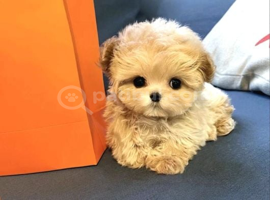 Yeni̇ Kore Teacup Yavrularimiz görsel