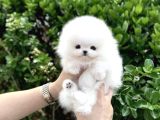 Original Show Kalite Pomeranian Yavrularimiz