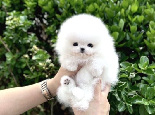 Original Show Kalite Pomeranian Yavrularimiz görsel