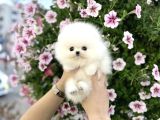 Original Show Kalite Pomeranian Yavrularimiz