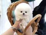 Original Show Kalite Pomeranian Yavrularimiz